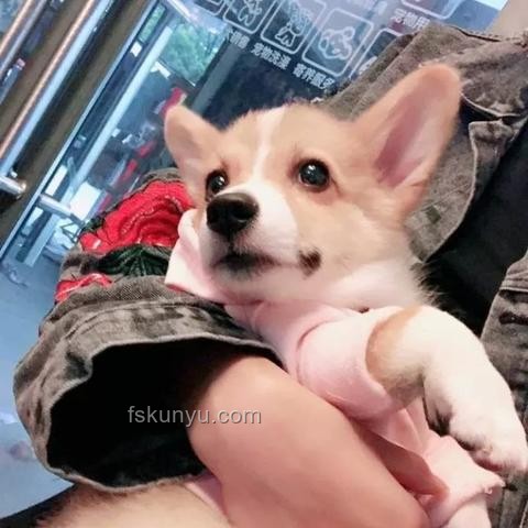 警方介入下，老人捡手机索酬趋势预测